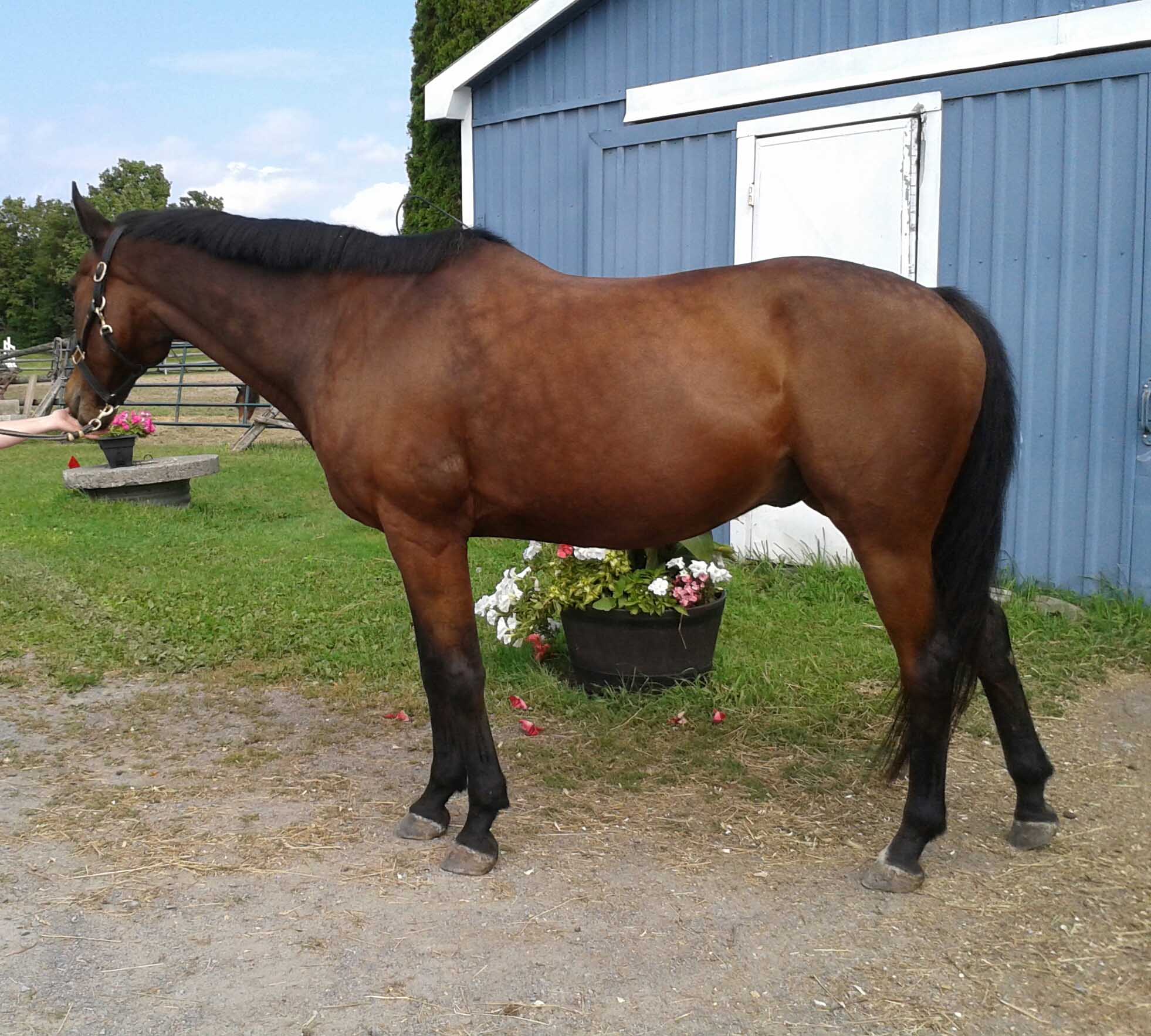 Busy. PPID. IR. <br>Not all PPID or IR horses present with classic symptoms. Busy. PPID. IR. Not all PPID or IR horses present with classic symptoms.