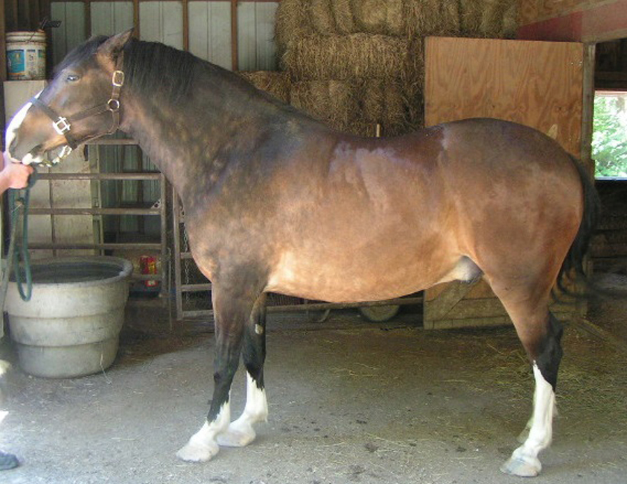 IR horses are often leptin resistant.<br>They should not be fed free choice. IR horses are often leptin resistant. They should not be fed free choice.